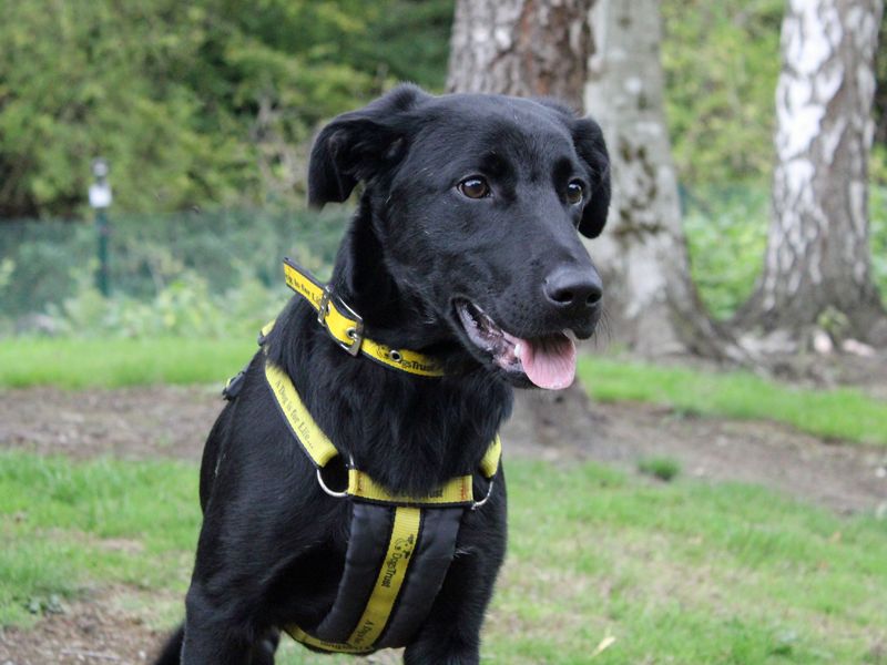 Will | Retriever (Labrador) Cross | Merseyside (Liverpool) - 1