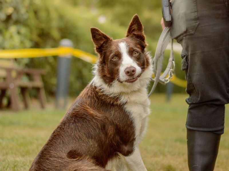 Dijon | Collie (Border) | Kenilworth (West Midlands) - 1