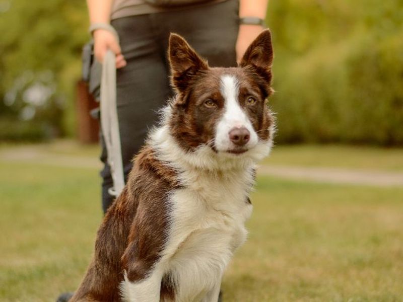 Border Collie for adoption in Kenilworth, Warks – 6 years old - Image 4 of 4