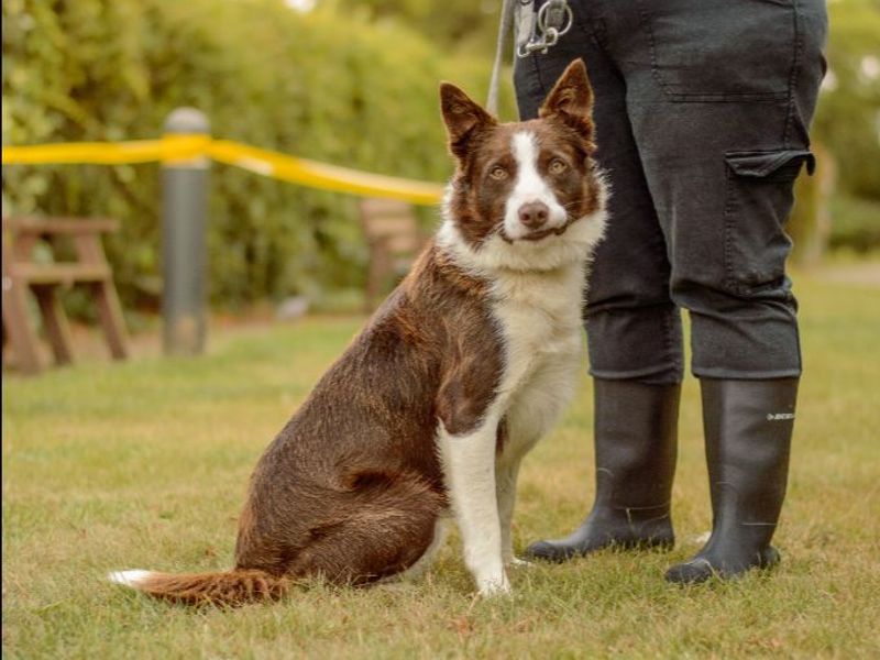 Border Collie for adoption in Kenilworth, Warks – 6 years old - Image 2 of 4
