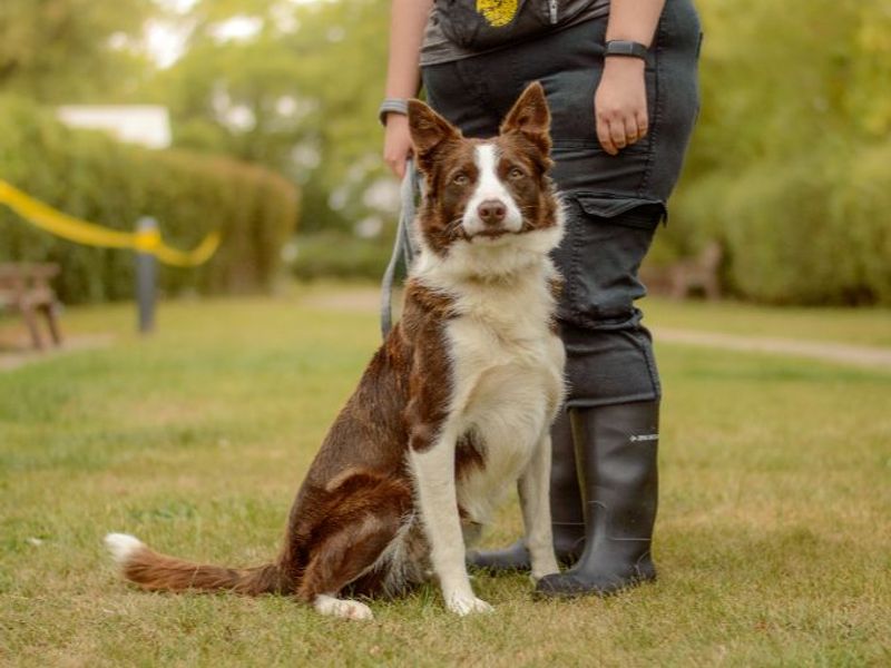 Border Collie for adoption in Kenilworth, Warks – 6 years old - Image 3 of 4