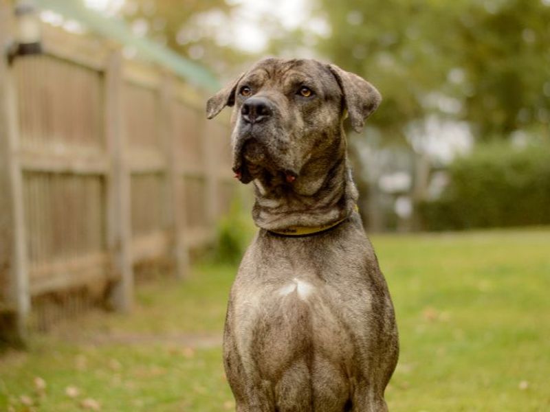 Great Dane for adoption in Kenilworth, Warks – 2 years old