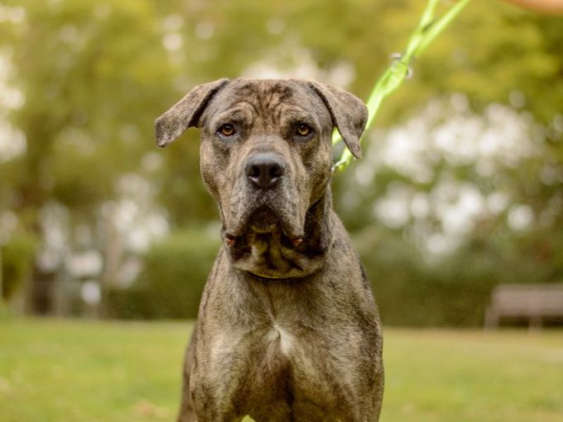 Jude, a 4 years old male Great Dane available for adoption from Dogs Trust in Warwickshire