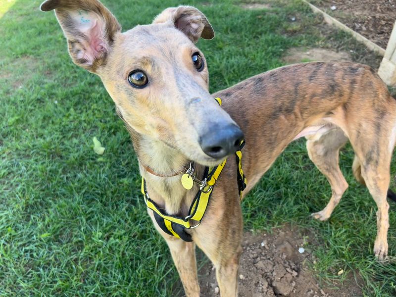Greyhound for adoption in Snetterton, Norfolk – 6 years old