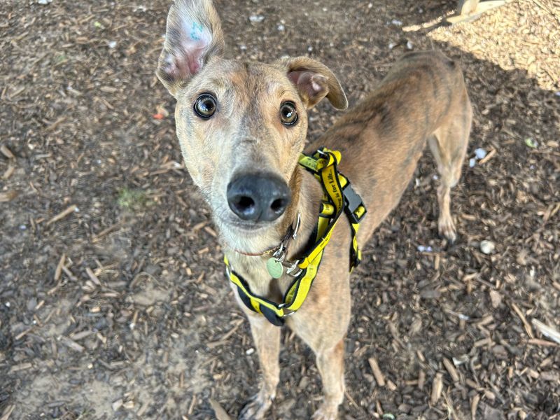 Greyhound for adoption in Snetterton, Norfolk – 6 years old - Image 2 of 2