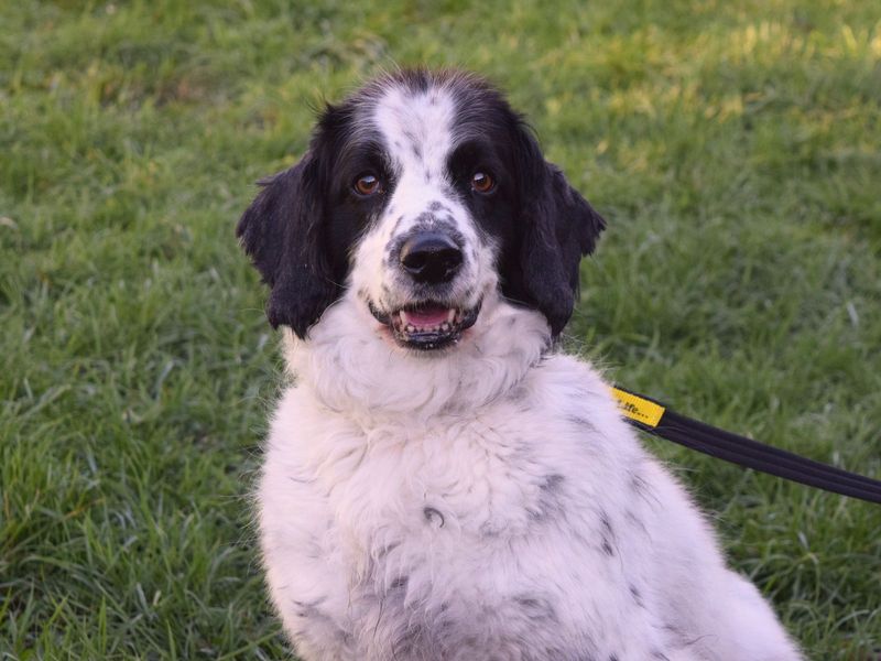 Springer Spaniel for adoption in Uxbridge, London – 8 years old