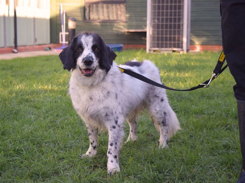 Springer Spaniel for adoption in Uxbridge, London – 8 years old - Image 2 of 2