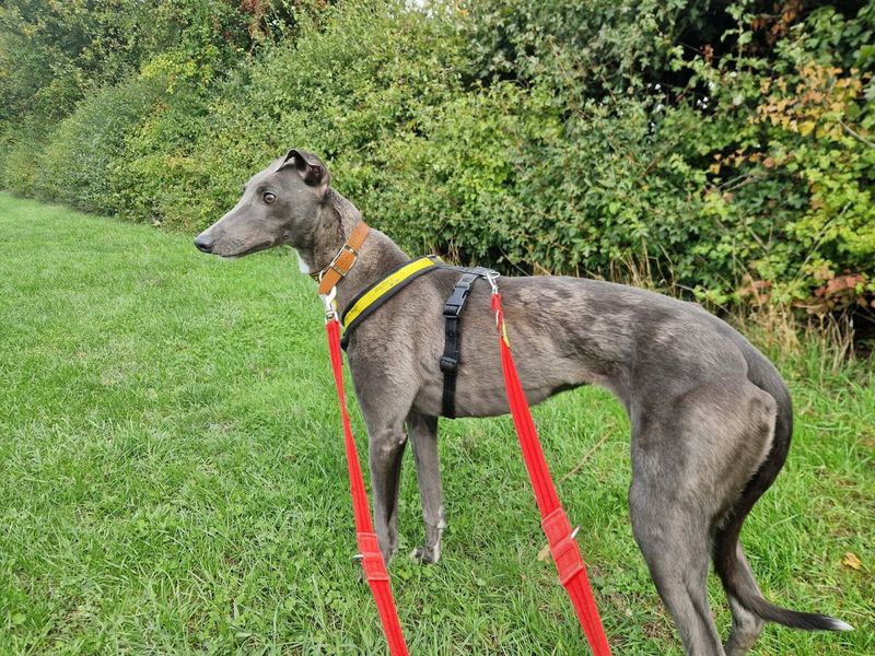 Greyhound for adoption in Newton Tony, Wiltshire – 5 years old