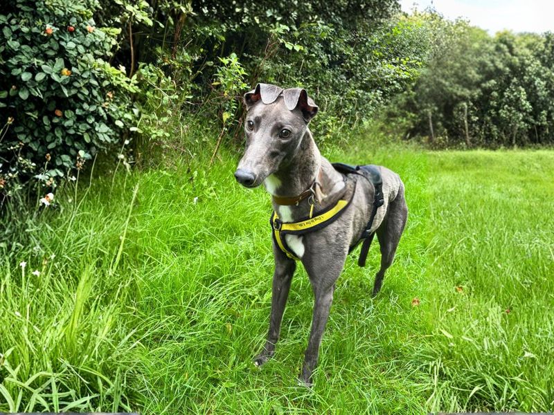 Greyhound for adoption in Newton Tony, Wiltshire – 5 years old - Image 4 of 4