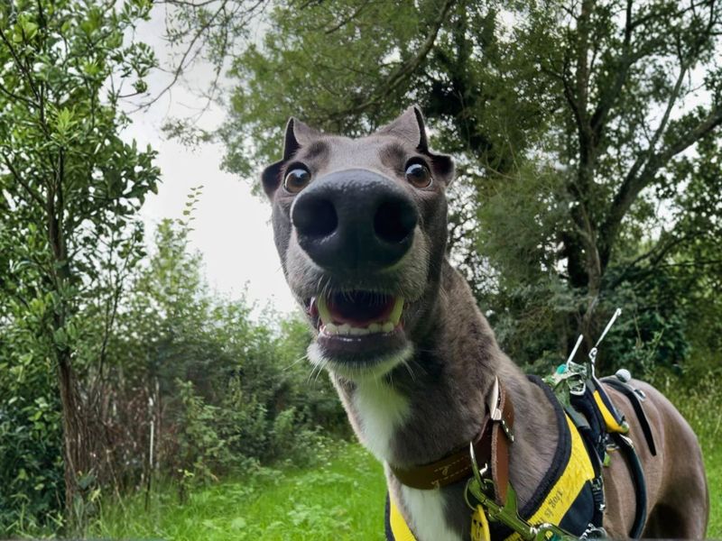 Greyhound for adoption in Newton Tony, Wiltshire – 5 years old - Image 2 of 4