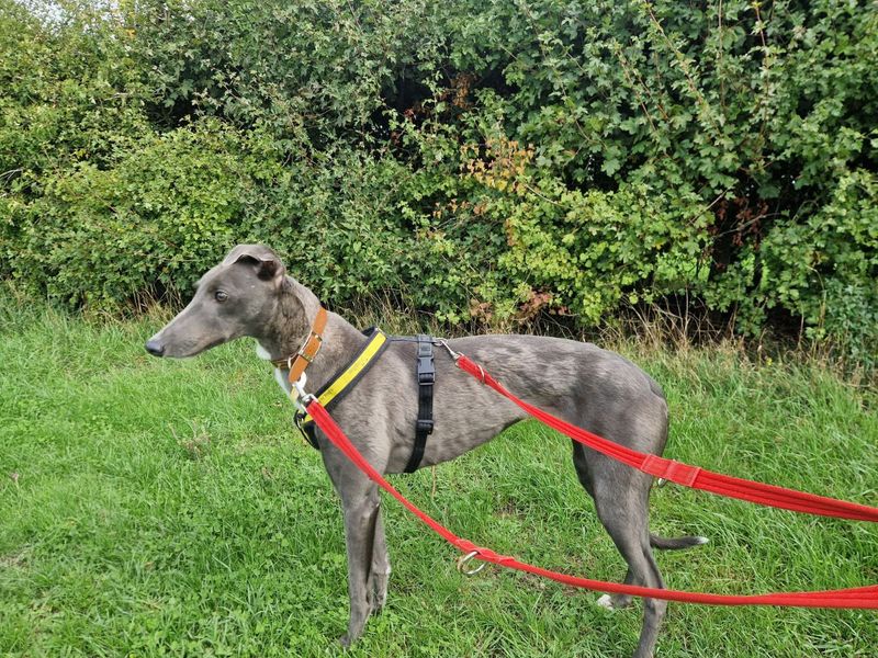 Greyhound for adoption in Newton Tony, Wiltshire – 5 years old - Image 3 of 4