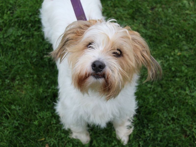 Shih Tzu for adoption in Glasgow, Scotland – 7 years old