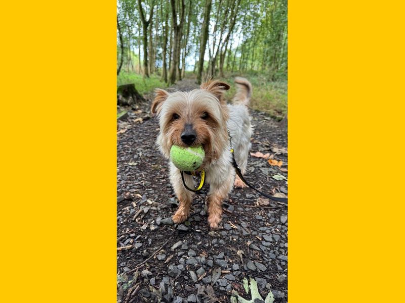 Yorkshire Terrier for adoption in Ballymena, Co Antrim – 8 years old - Image 3 of 3