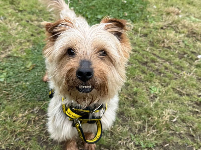 Yorkshire Terrier for adoption in Ballymena, Co Antrim – 8 years old