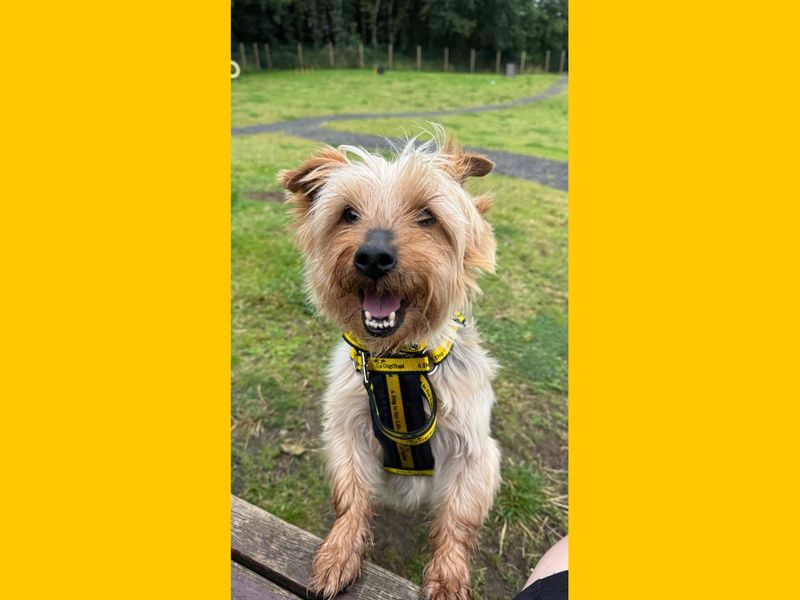 Yorkshire Terrier for adoption in Ballymena, Co Antrim – 8 years old - Image 2 of 3