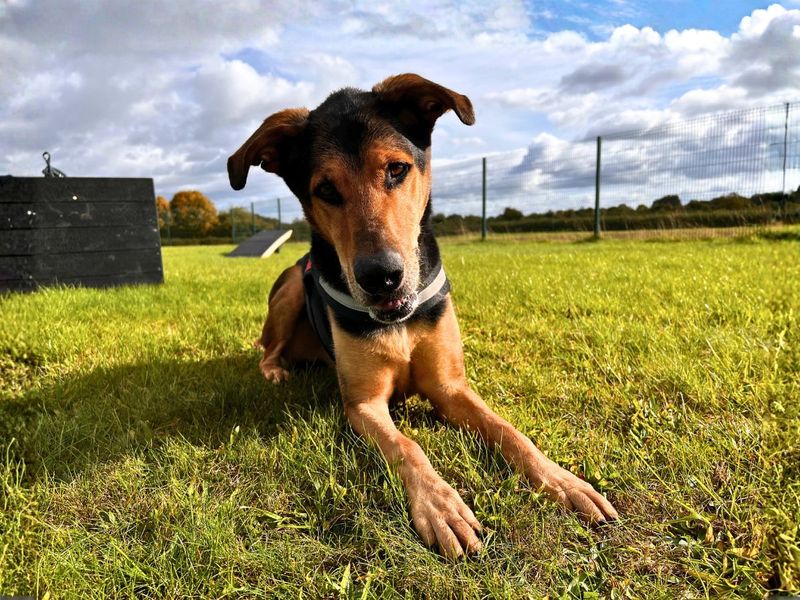 German Shepherd for adoption in Newton Tony, Wiltshire – 6 years old