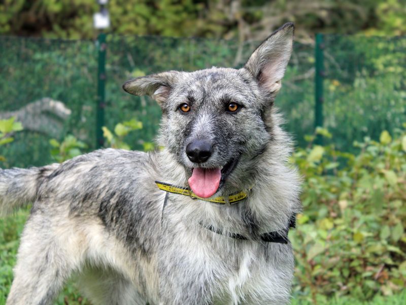 Nova | Crossbreed | Merseyside (Liverpool) - 1