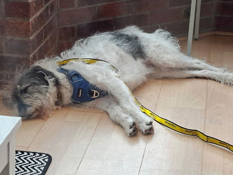 Charity | Crossbreed | Merseyside (Liverpool) - 4