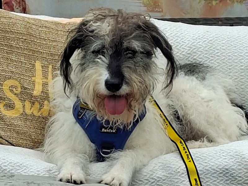 Charity | Crossbreed | Merseyside (Liverpool) - 2