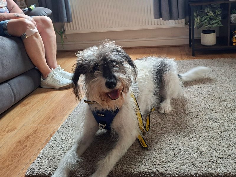 Charity | Crossbreed | Merseyside (Liverpool) - 1
