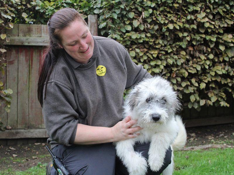 Daisy | Crossbreed | Merseyside (Liverpool) - 1