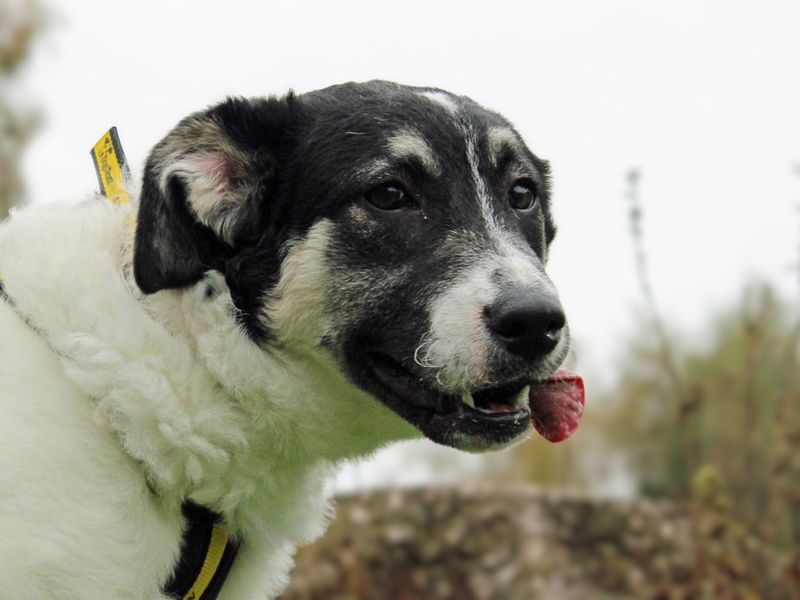 Nellie | Crossbreed | Merseyside (Liverpool) - 1