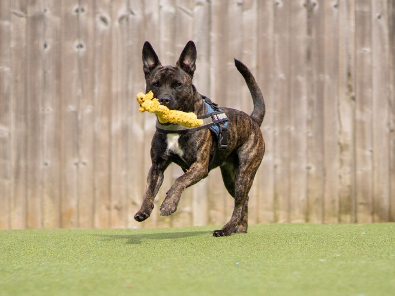 Staffordshire Bull Terrier Dogs And Puppies For Adoption