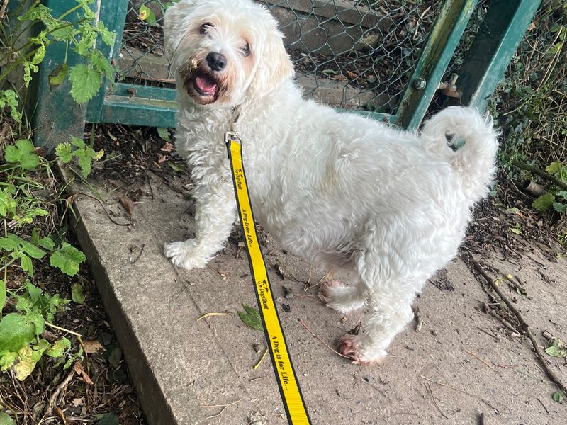 Cavalier King Charles Spaniel for adoption in Mid Glamorgan, Wales – 5 years old
