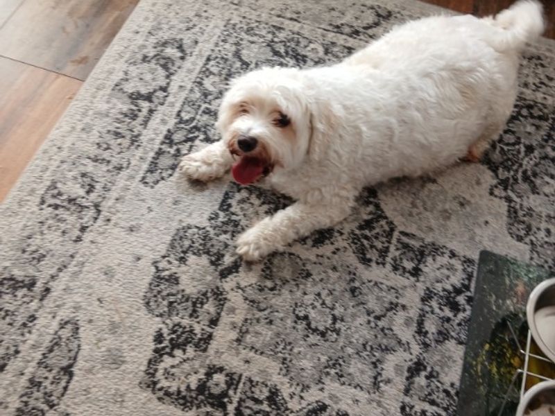 Cavalier King Charles Spaniel for adoption in Mid Glamorgan, Wales – 5 years old - Image 2 of 3
