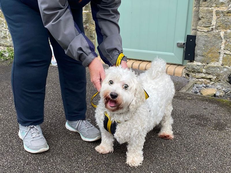 Oreo | Bichon Frise Cross | Bridgend (Wales) - 1