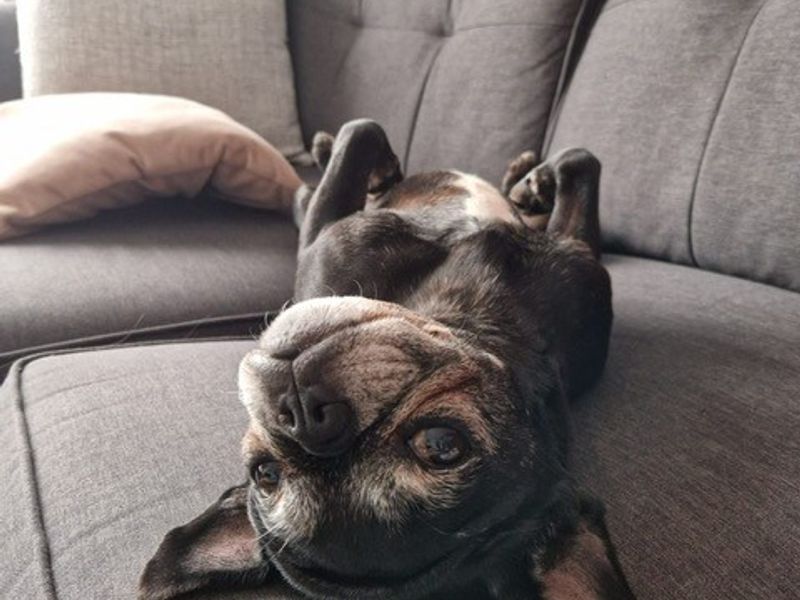 Pug for adoption in Manchester, Greater Manchester – 9 years old - Image 3 of 4