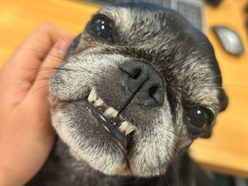 Pug for adoption in Manchester, Greater Manchester – 9 years old - Image 4 of 4