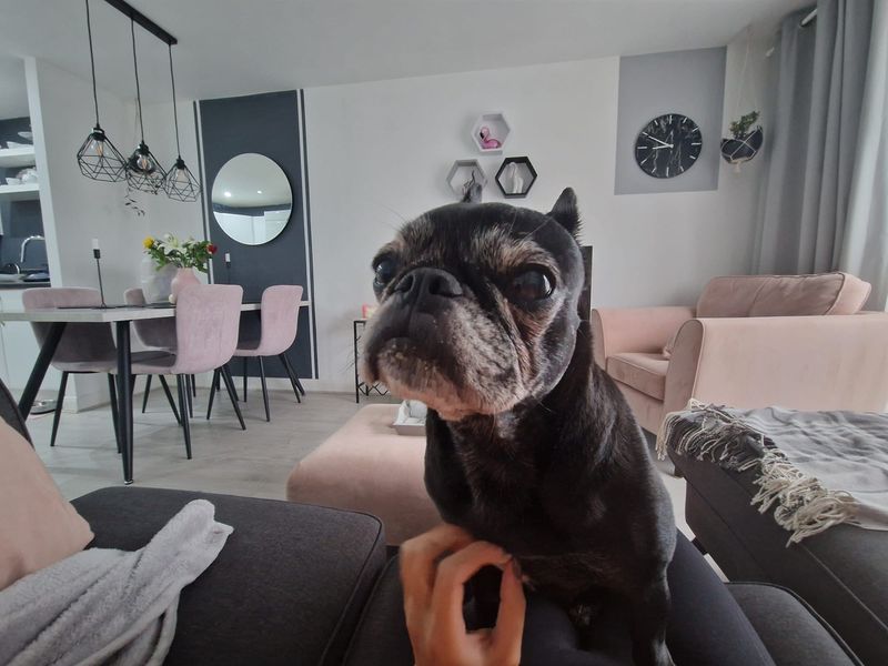 Ronnie | French Bulldog Cross | Manchester - 1