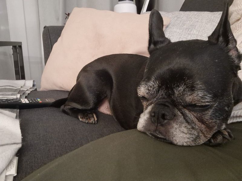 Pug for adoption in Manchester, Greater Manchester – 9 years old - Image 2 of 4