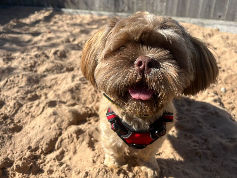 Shih Tzu for adoption in Cardiff, Glamorgan – 9 months old