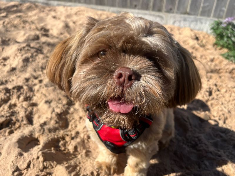 Shih Tzu for adoption in Cardiff, Glamorgan – 11 months old - Image 2 of 3