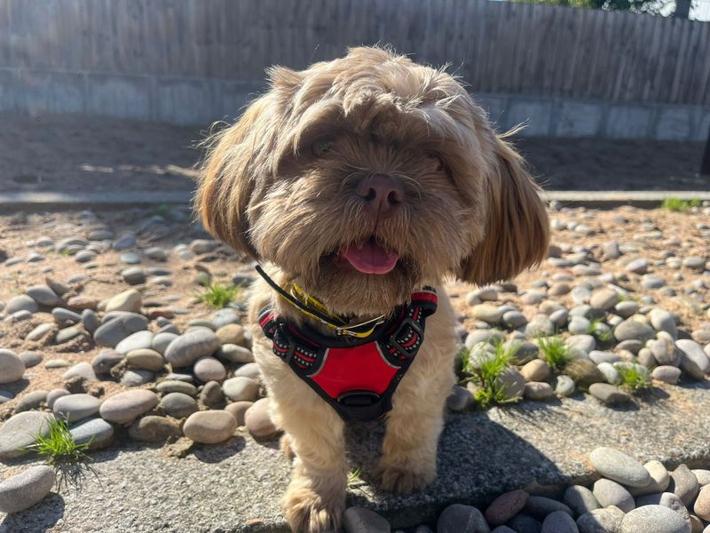 Shih Tzu for adoption in Cardiff, Glamorgan – 11 months old - Image 3 of 3