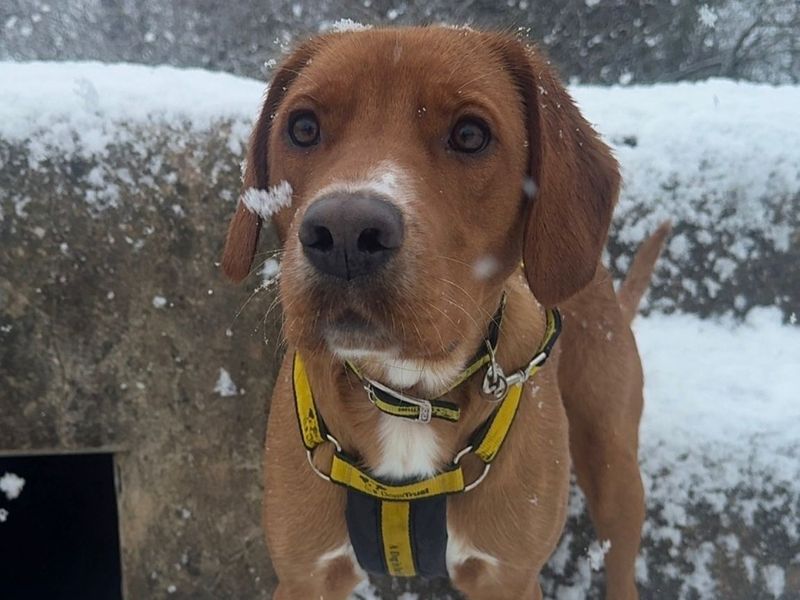 Leo | Retriever (Labrador) Cross | Shrewsbury (Shropshire) - 7