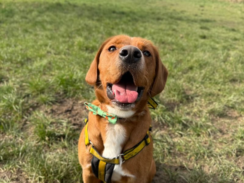 Leo | Retriever (Labrador) Cross | Shrewsbury (Shropshire) - 2