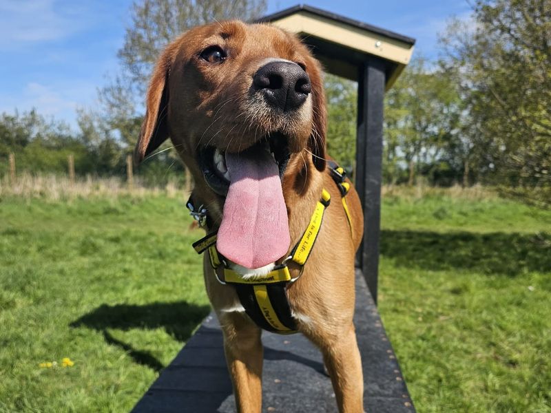 Leo | Retriever (Labrador) Cross | Shrewsbury (Shropshire) - 4