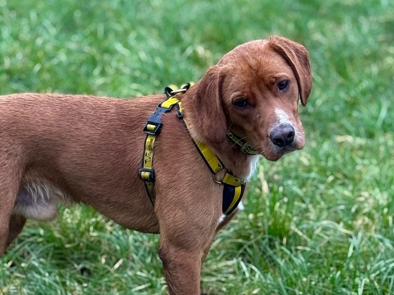 Leo | Retriever (Labrador) Cross | Shrewsbury (Shropshire) - 6
