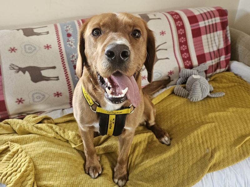 Leo | Retriever (Labrador) Cross | Shrewsbury (Shropshire) - 5
