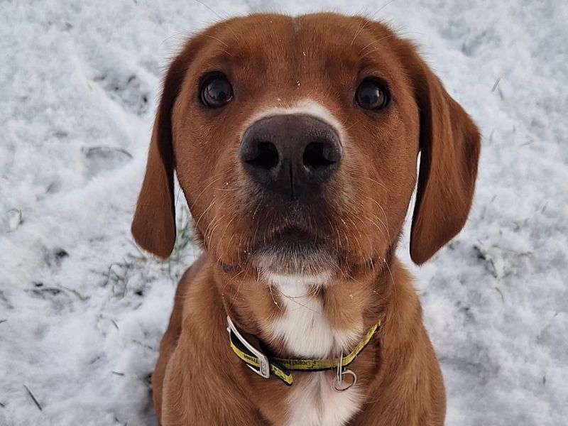 Leo | Retriever (Labrador) Cross | Shrewsbury (Shropshire) - 8
