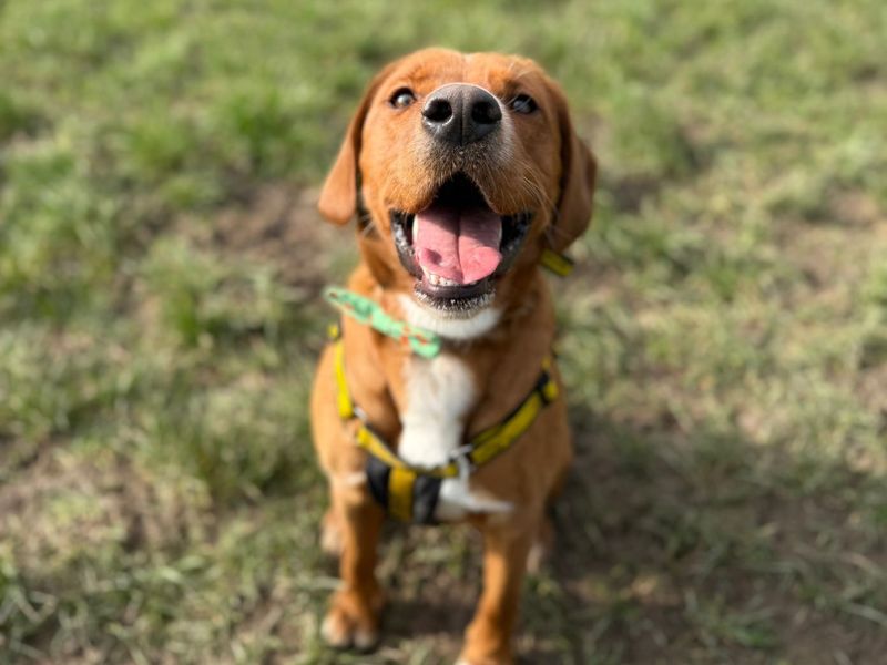Leo | Retriever (Labrador) Cross | Shrewsbury (Shropshire) - 3