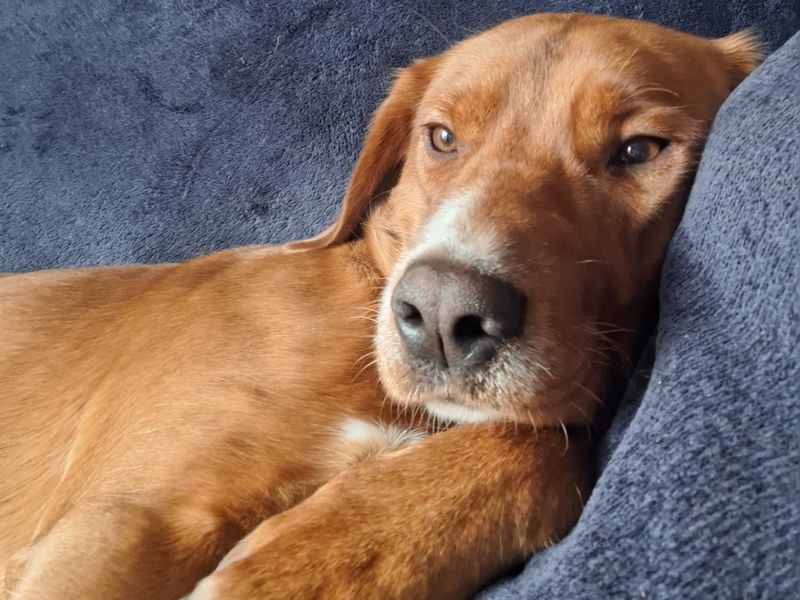 Leo | Retriever (Labrador) Cross | Shrewsbury (Shropshire) - 9