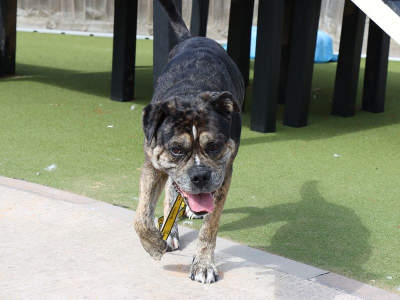 English Bulldog for adoption in Evesham, Worcestershire – 4 years old - Image 3 of 5