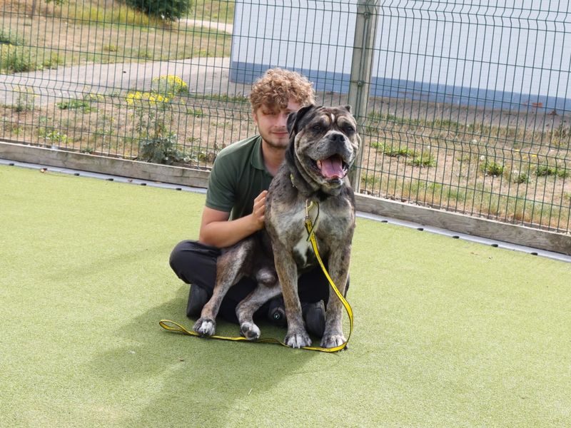 English Bulldog for adoption in Evesham, Worcestershire – 4 years old