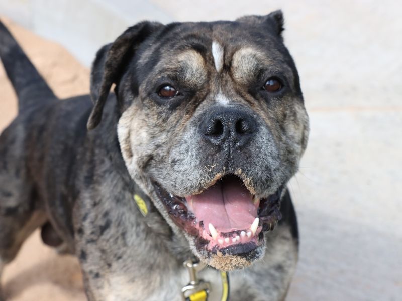 Forest | Bulldog Cross | Evesham (Worcestershire) - 1