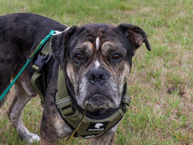 Forest, a 4 years old male Mastiff available for adoption from Dogs Trust in Evesham, West Midlands