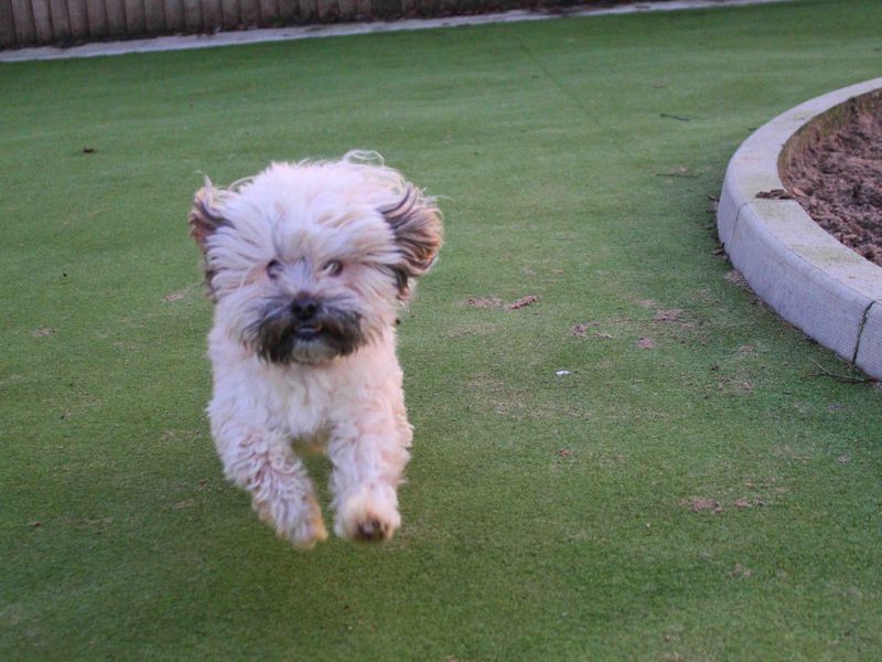 Coco | Shih Tzu | Manchester - 1